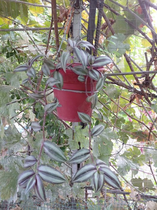 Продам комнатные цветы ( традесканция]