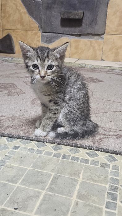 котята крысыловы
