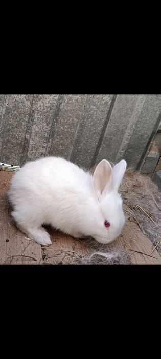 Көжек 1ай болған