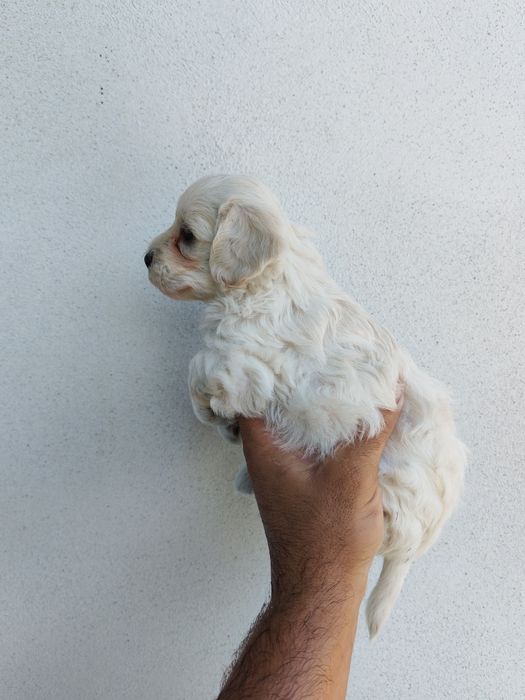 Fetița bichon maltez mini toy