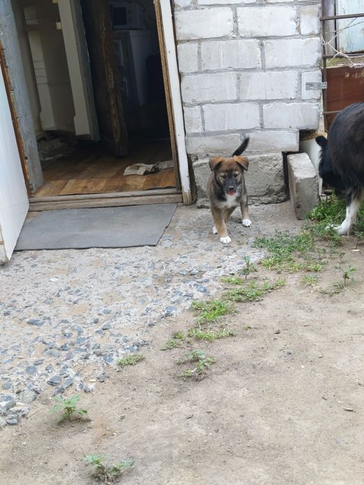 Отдам щенка,девочка 2 месяца