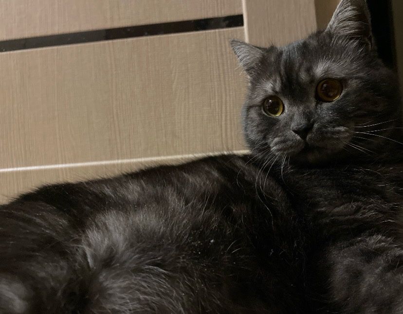 Котик в добрые руки