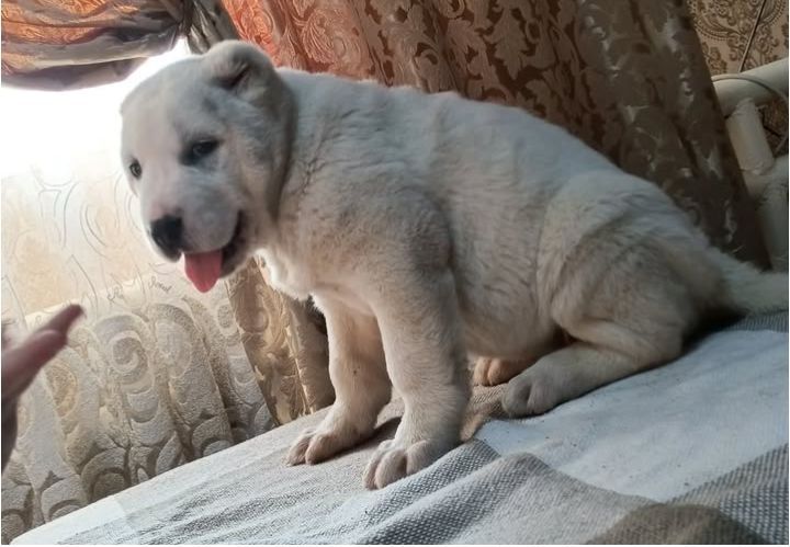 Щенки САО Алабай