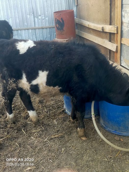 Баспактар сатылады