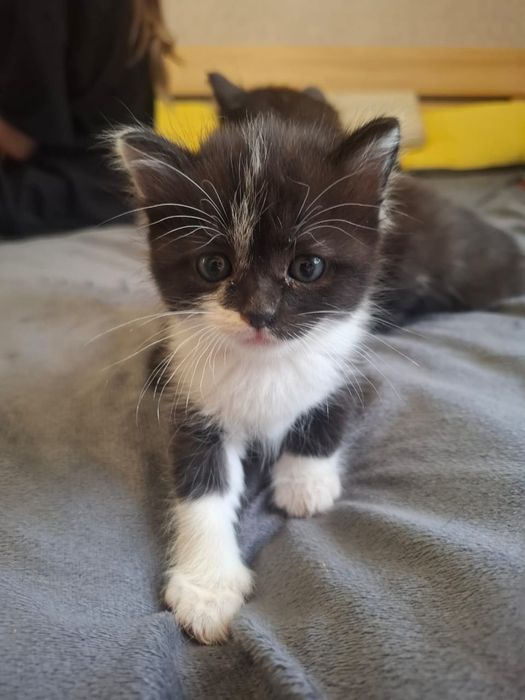 Отдам милых  котят