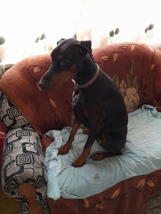 Отдам бесплатно добермана ( сука)