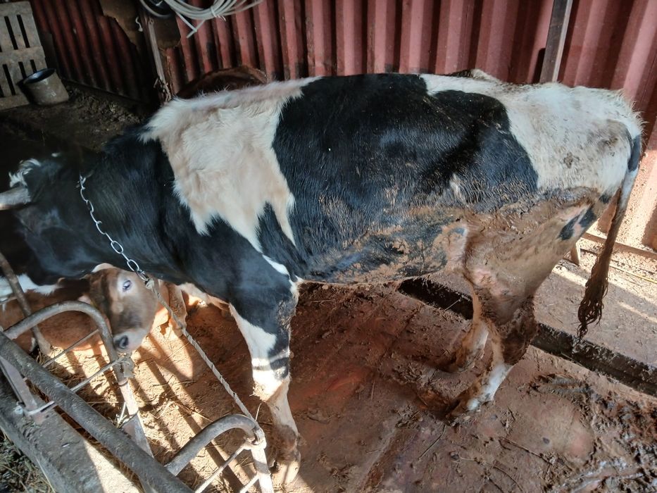 Бык галштейн бук