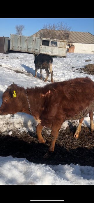 Ұрғашы тайынша сатылады 1 жасар