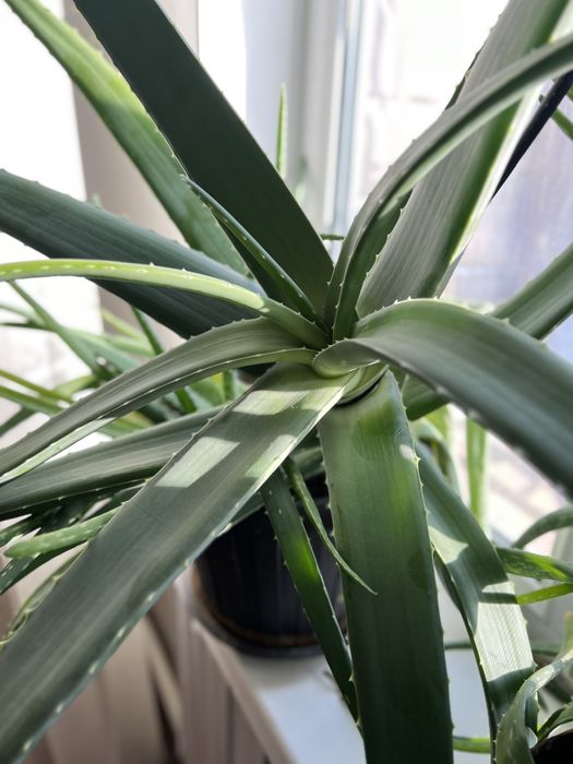 Продам цветы алоэ