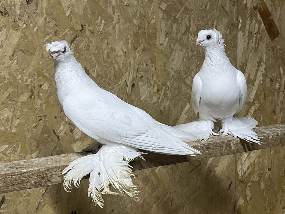 Продам белый самец