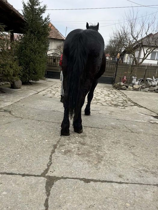 De vanzare 2manz sau schimb cu iapa sau armasar