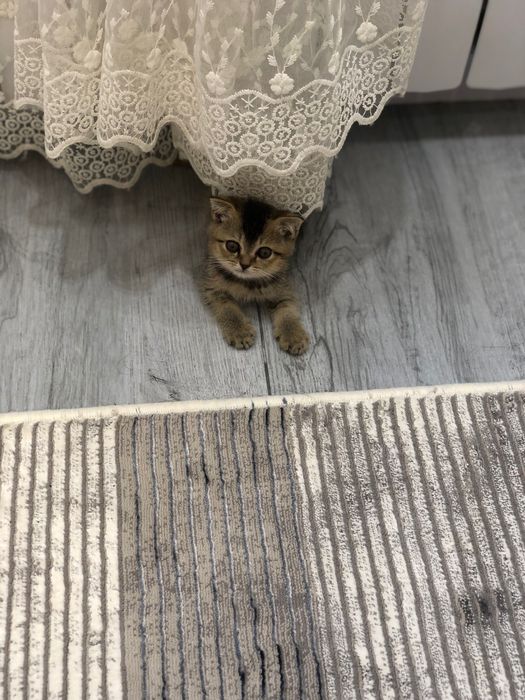 Bir yigitni yechintirib sikishadi