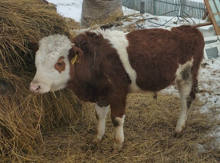 Продам теленка симментал