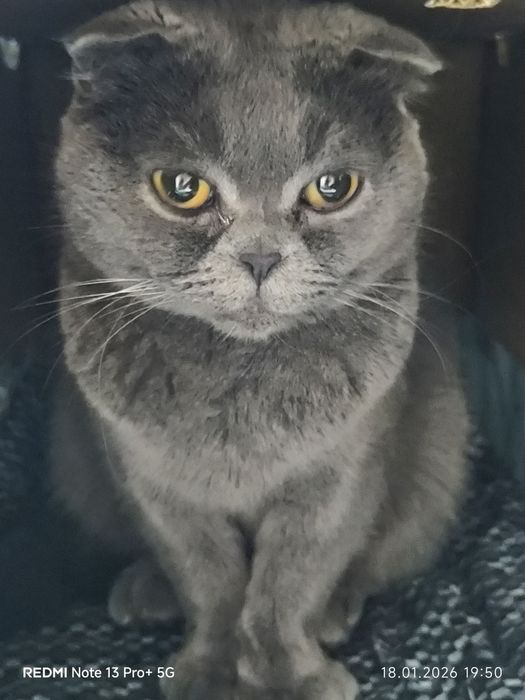 Зотлий Мушук! 1 ойлик беримений 200$