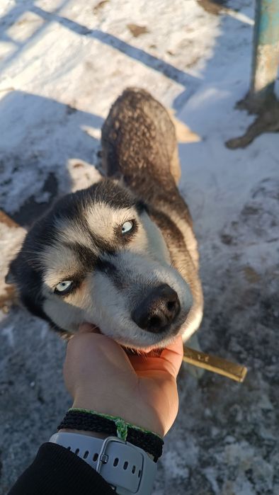 Хаски собачку в добрые руки