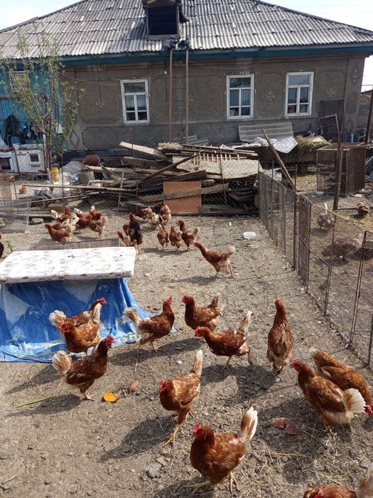 Продам кур и петухов