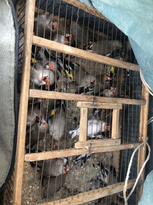 Ormon qushlari Sava repler sotiladi narxi 30 mingan 100 mingacha