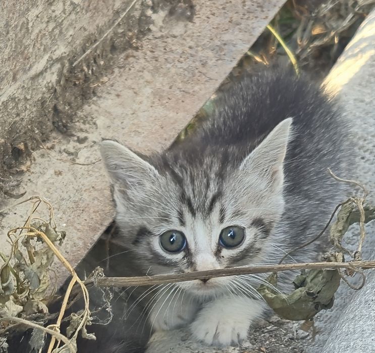 Котёнок британец.прямоухий.