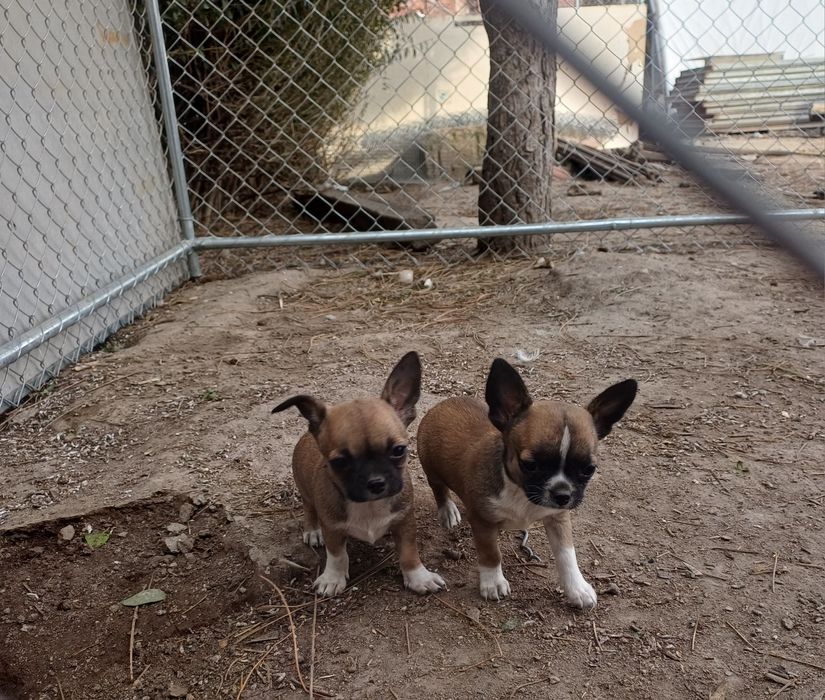 Чистокръвни  Мини чихуахуа