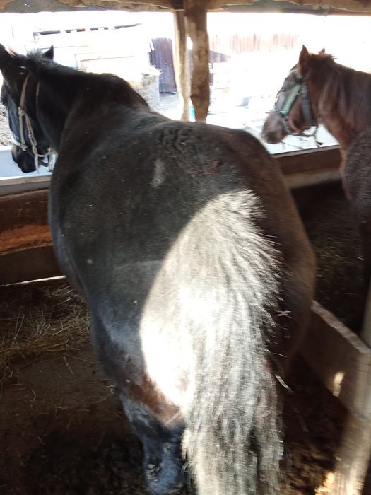 Продаю кабылу жыный