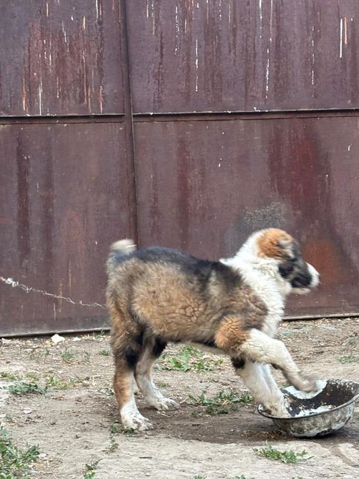 Алабай.   2,5 месяца