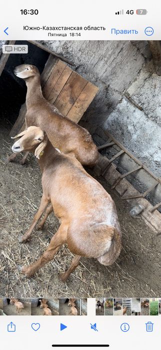 Арашан саулық қойлар