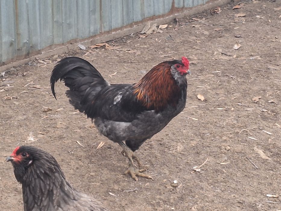 Продам куры амероукано и белефельдер