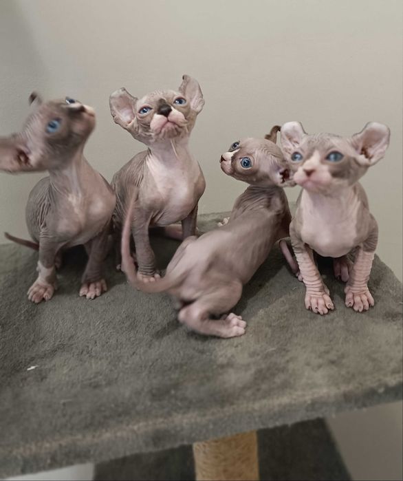 Эльф (сфинкс)  бесподобные котята