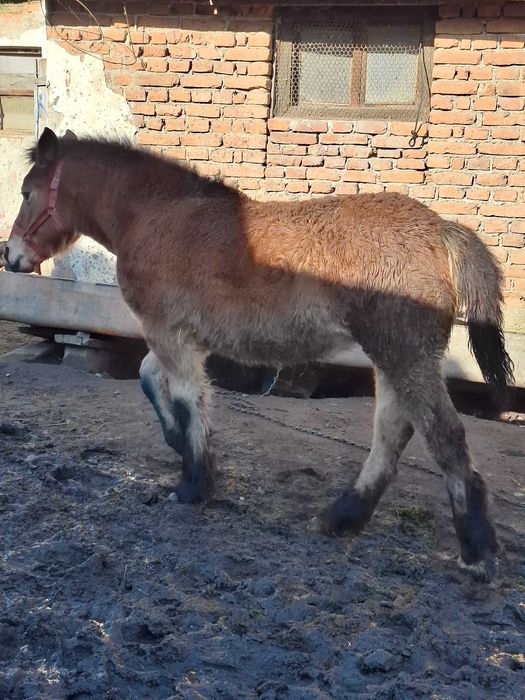 De vanzare manz si manza