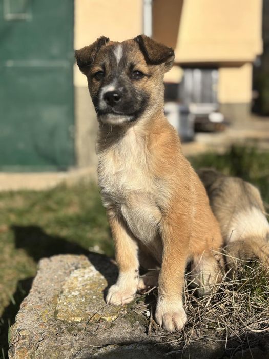 Малки кученца търсят своя дом