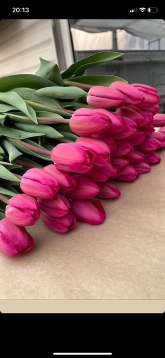 Тюльпаны оптом.