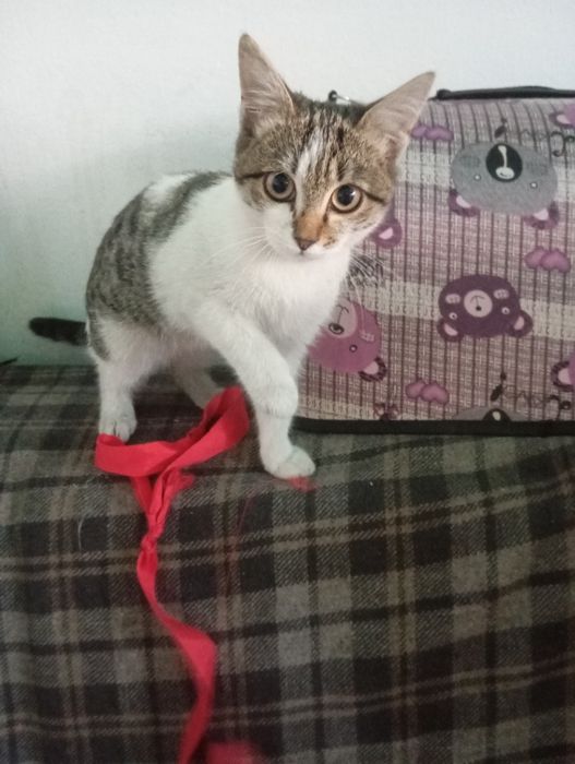 Отдам котят в добрые руки.