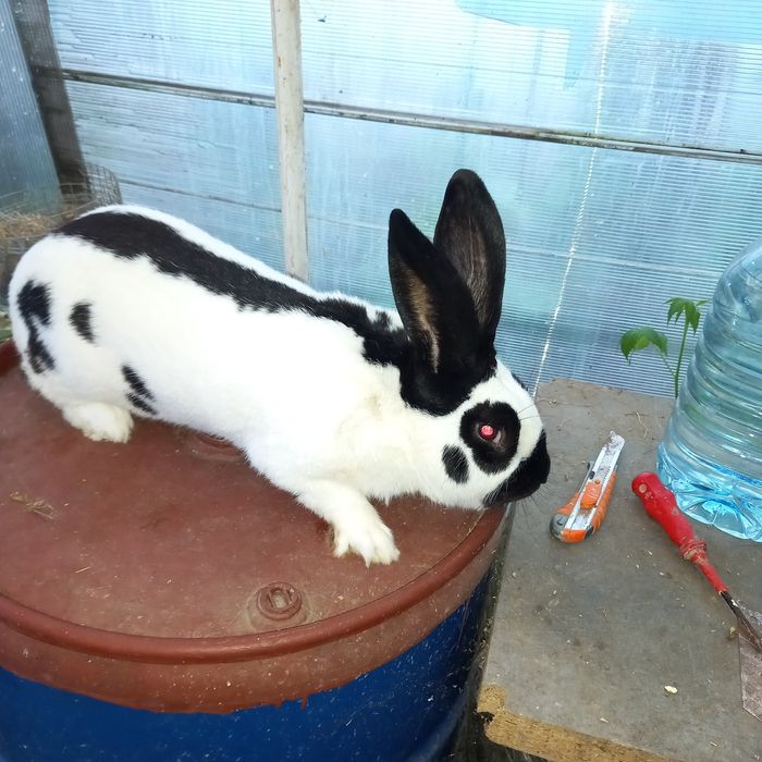 Vând iepurași fluture german diferite vârste