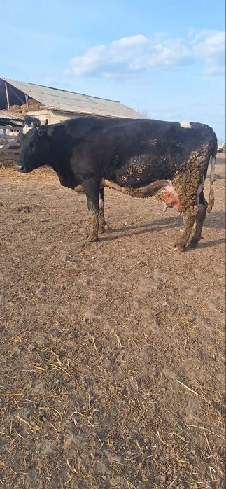 Vaca cu doi tăurași