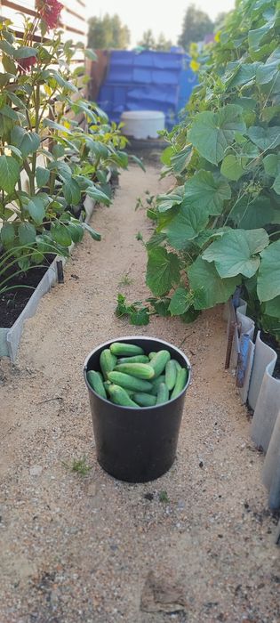 Продам огурцы домашние