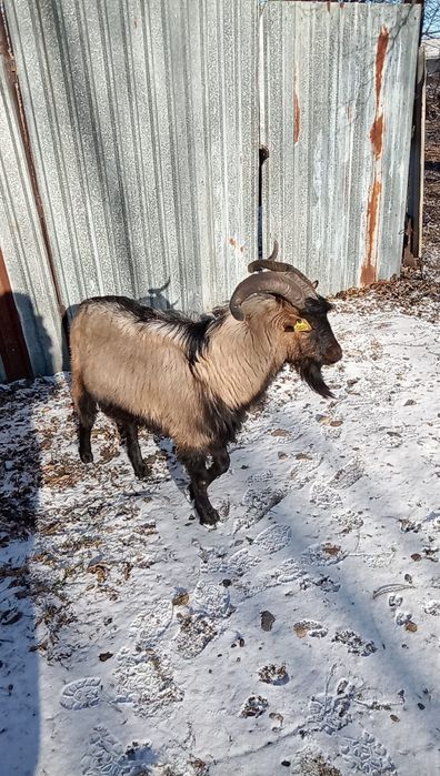 Козел альпийской породы