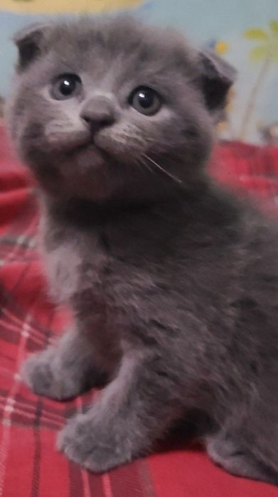 Продаются породистые  кошки окрас  серый британские