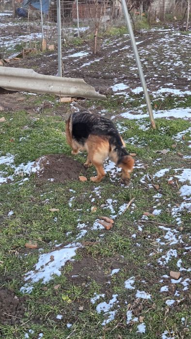 Femelă ciobănesc german