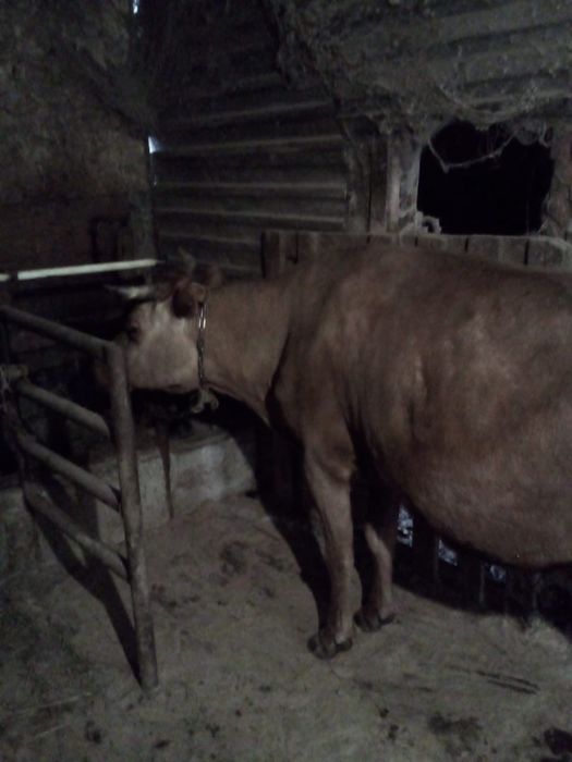 Продам корову с быком, срочно