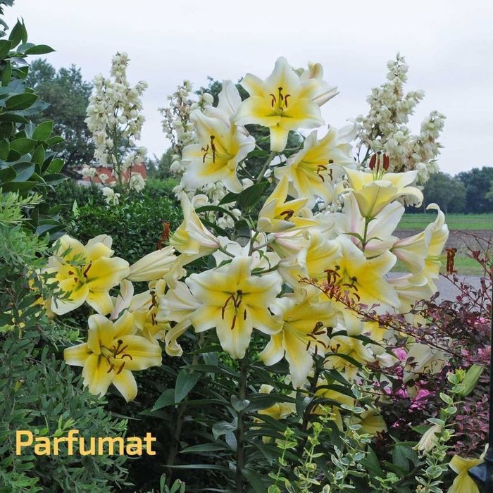 Bulbi de crini imperiali, parfumați