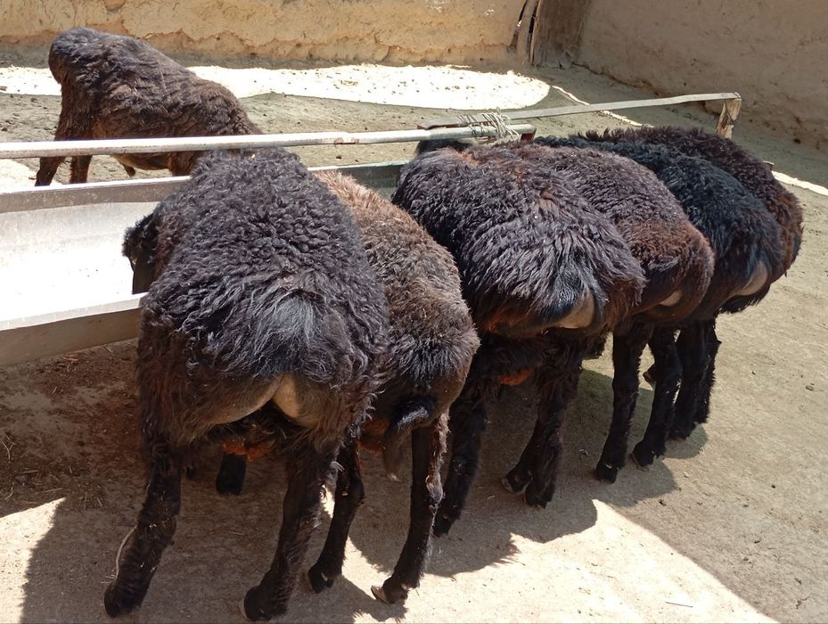 Quzilar sotiladi 2mlndan