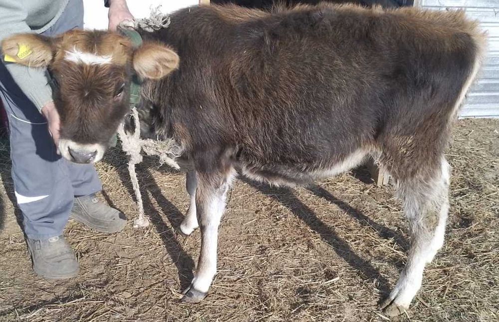 породистые телочки