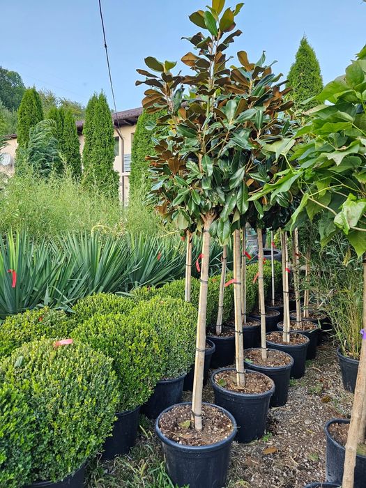 Vand magnolia grandiflora,  plante ornamentale de gradina