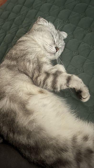 Кошка вислоухая шотландская