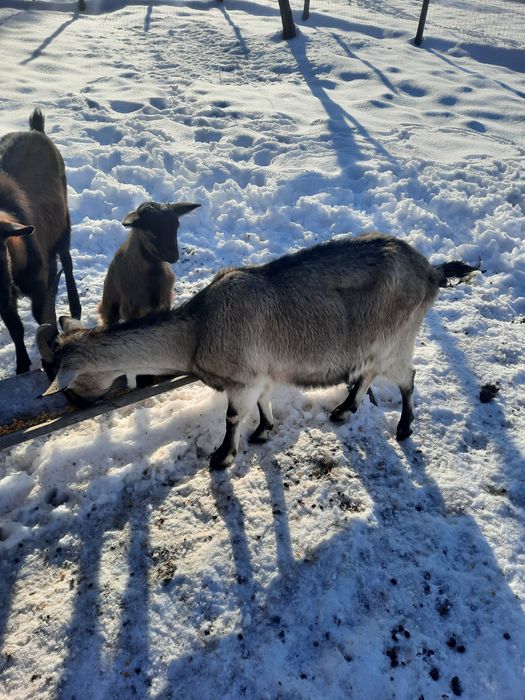 vând capră cu ied