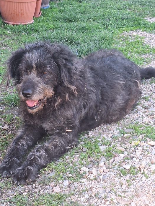 Ofer spre adopție câine ciobanesc