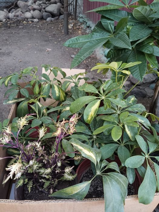 Лирата, Мокламе, Шефлера