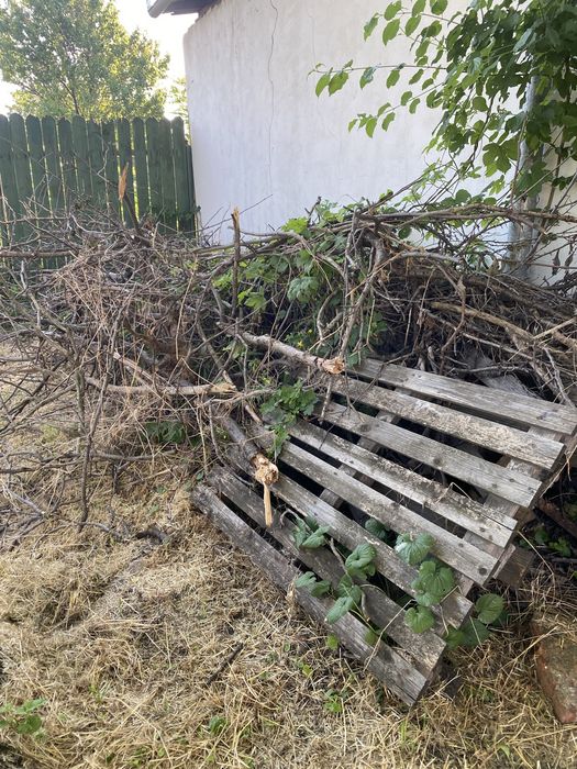 Vând mulți pomi uscați și box paleți ca lemne pentru foc