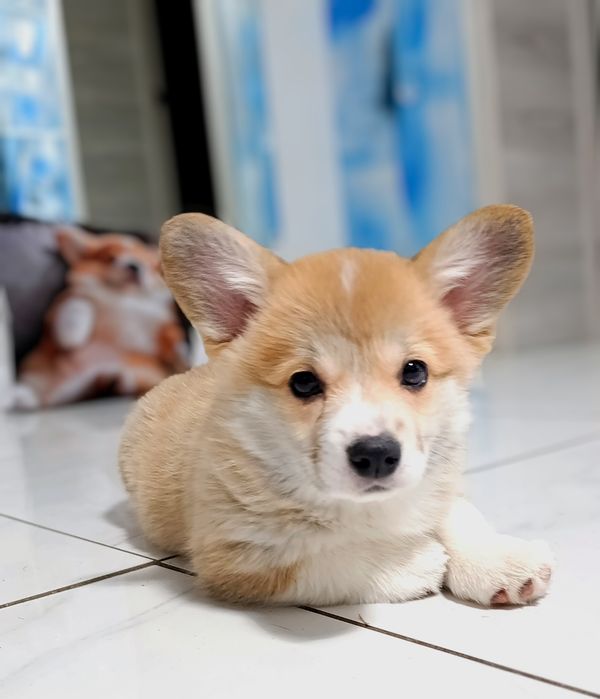 Вельш корги пемброк