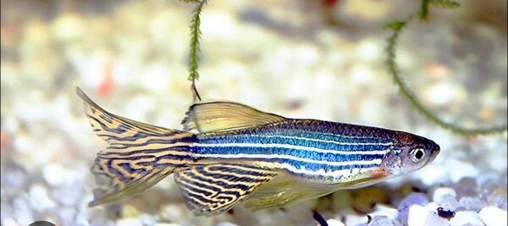 продам разных рыбок!!